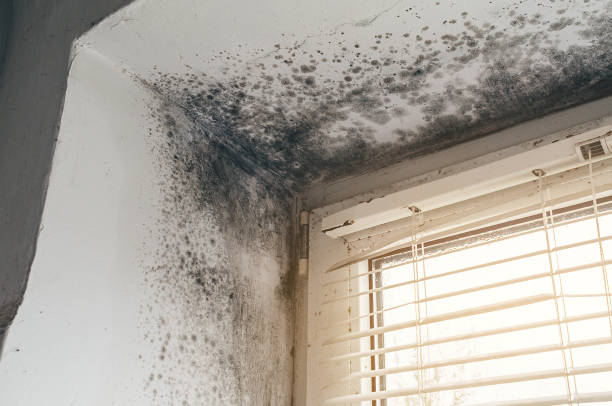 Trusted Black Mold Removal service in Franklin, TX - Cheap Mold Removal
